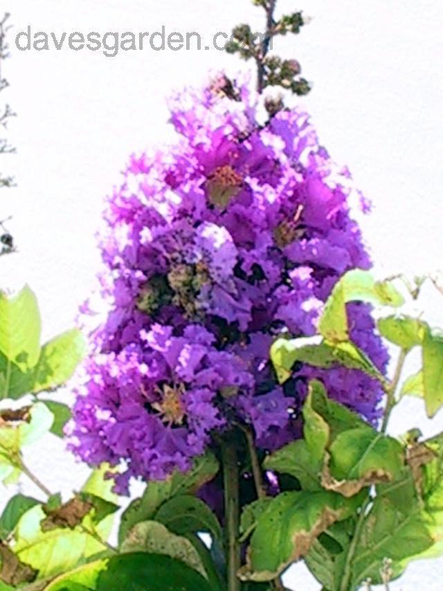 Queen Crape Myrtle